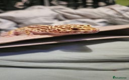 Leopard Gecko reptiles for sale: Female leopard gecko - Image 1
