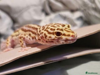 Leopard Gecko reptiles - Advert 11