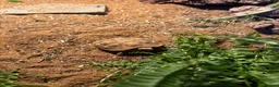 Hermann Tortoise reptiles for sale: Hermann’s Tortoise and Tortoise Table in Leeds - Advert 5