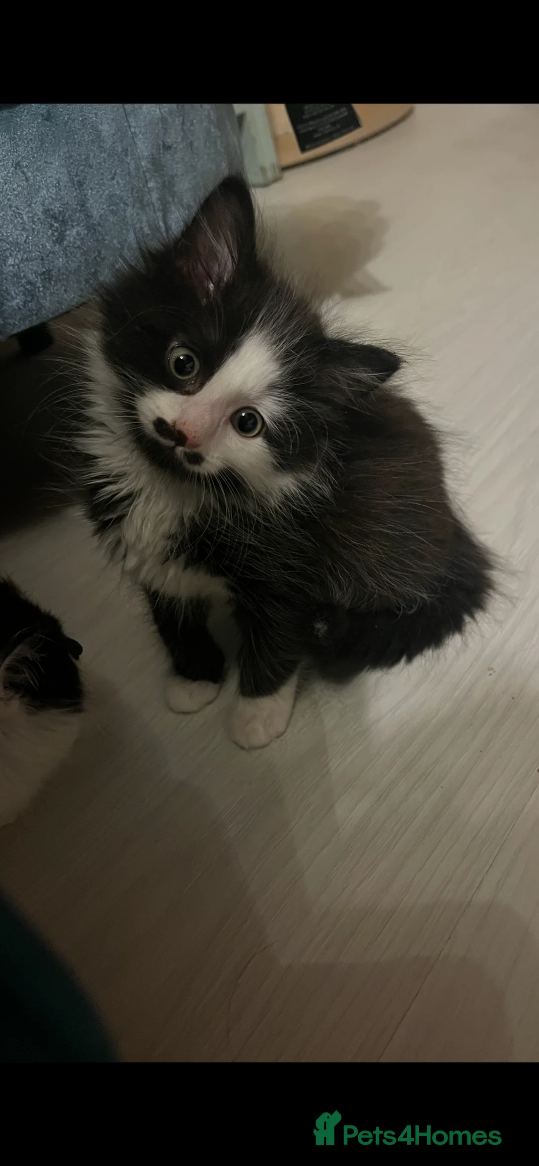 Mixed Breed cats for sale: Mr Moustache 🥸🥰beautiful long haired boy ❤️ - Advert 17