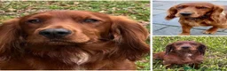 Cocker Spaniel dogs for sale: Health Tested Working Cockers Spaniels in Clacton-on-Sea - Advert 6