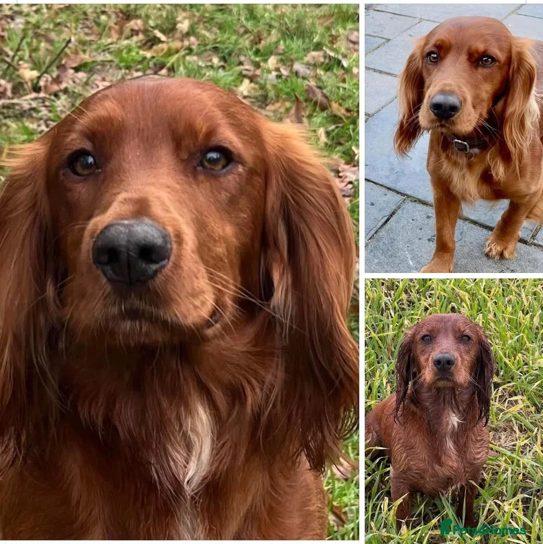 Cocker Spaniel dogs for sale: Health Tested Working Cockers Spaniels in Clacton-on-Sea - Advert 6