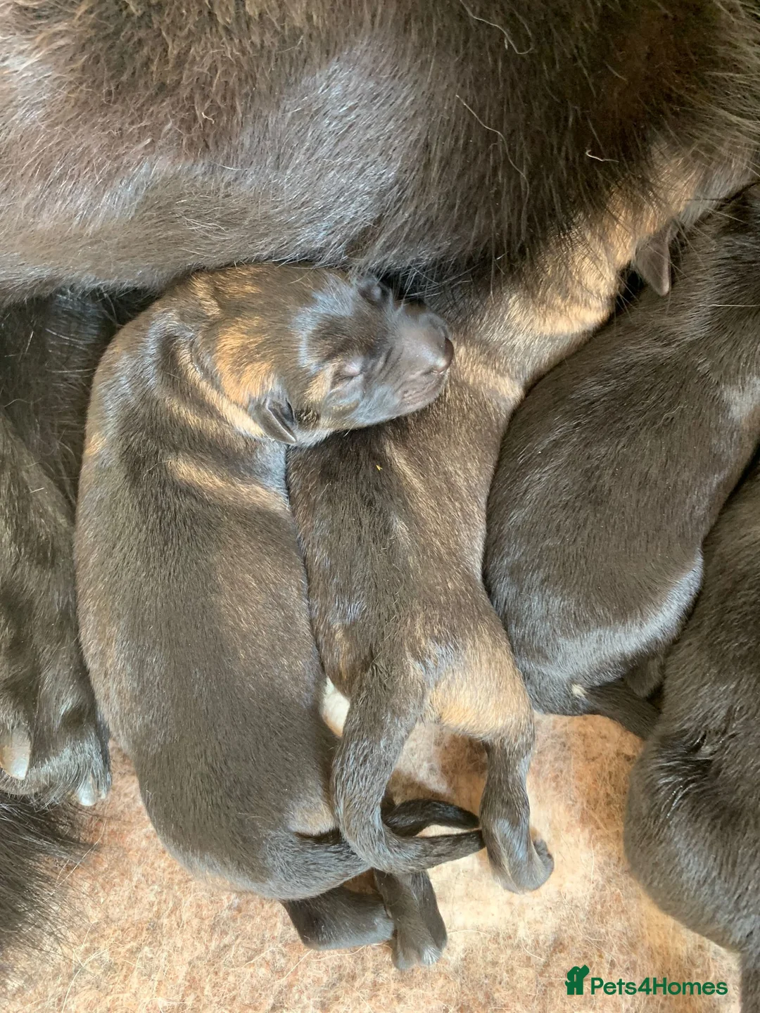 German Shepherd dogs for stud: Health tested Stunning kc reg sable stud  in Bedford - Advert 12