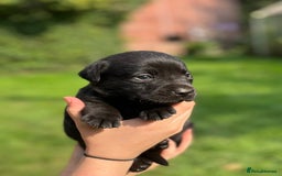 Labrador Retriever dogs for sale: Stunning Labrador puppies - Image 7