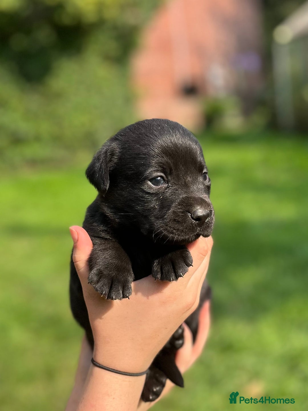 Labrador Retriever dogs for sale: Stunning Labrador puppies - Image 7