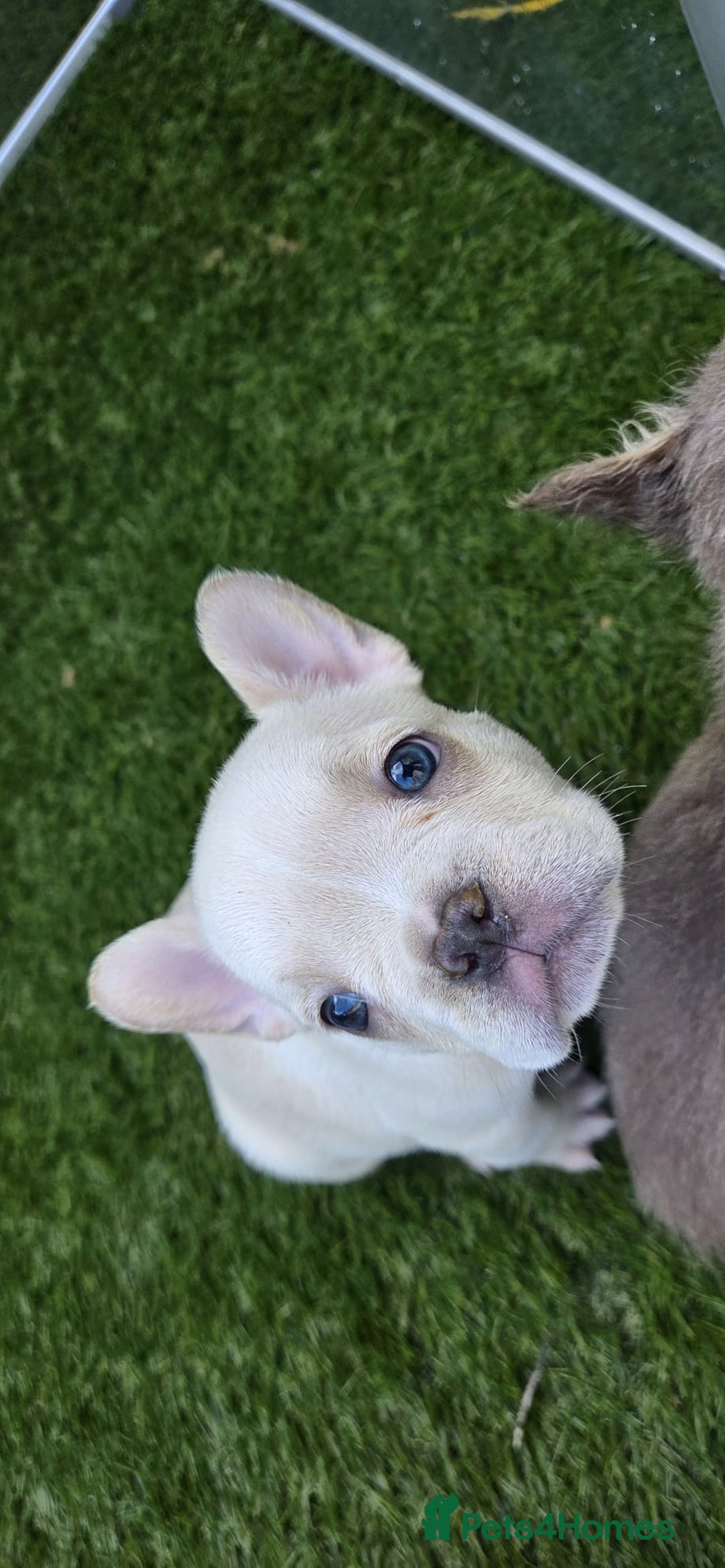 French Bulldog dogs for sale: New shade french bulldogs - Advert 25