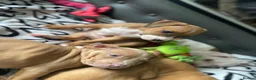 Mixed Breed dogs for sale: 2 boys & 3 girls Ready to go🏡💕 - Advert 12