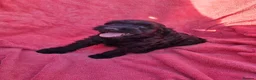 Cockapoo dogs for sale: Cockerpoo pups  - Advert 4