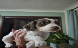 Cocker Spaniel dogs for sale: Spaniel puppies - Image 4