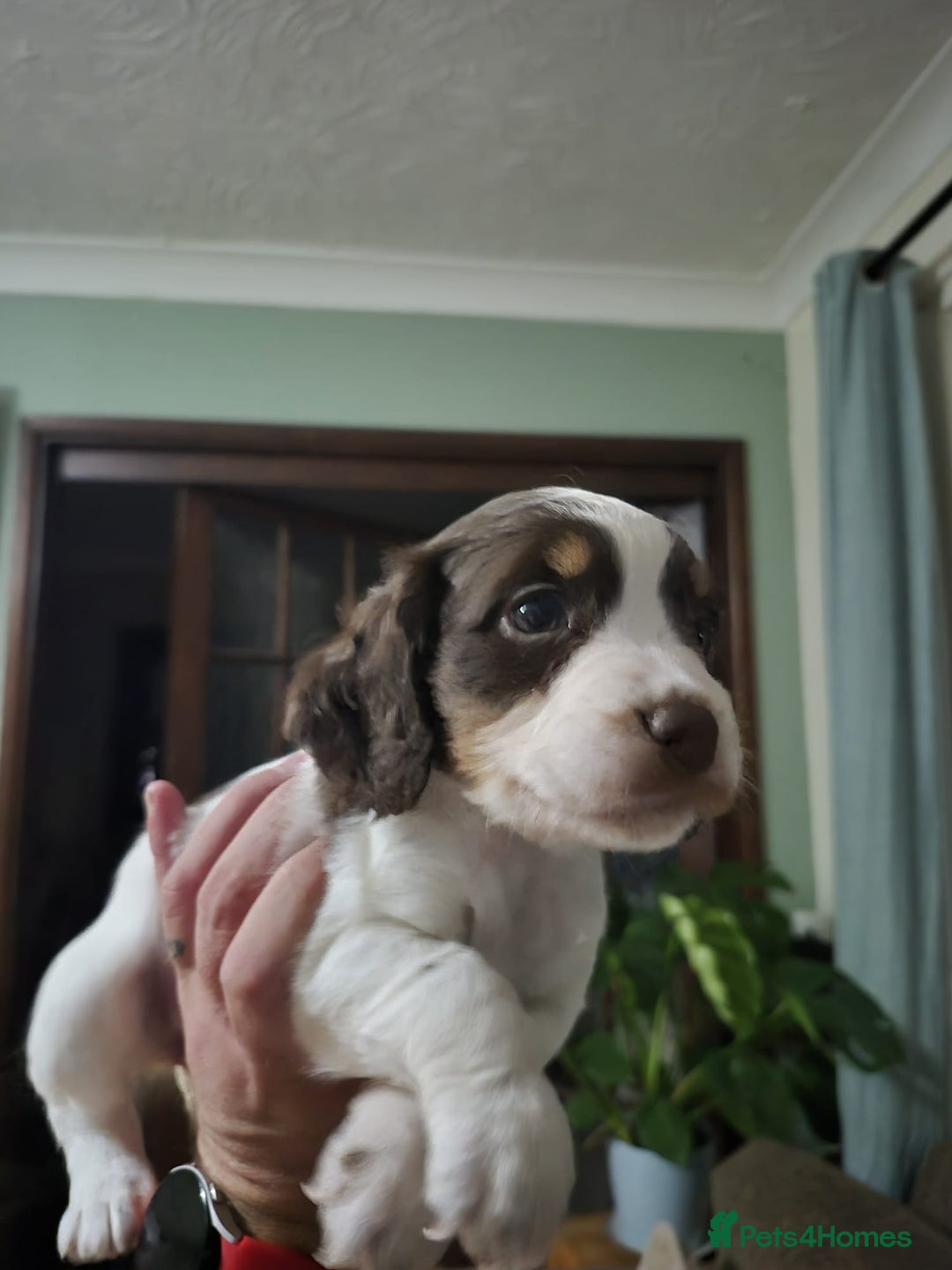 Cocker Spaniel dogs for sale: Spaniel puppies - Image 4