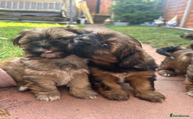 Shorkie dogs - Advert 1