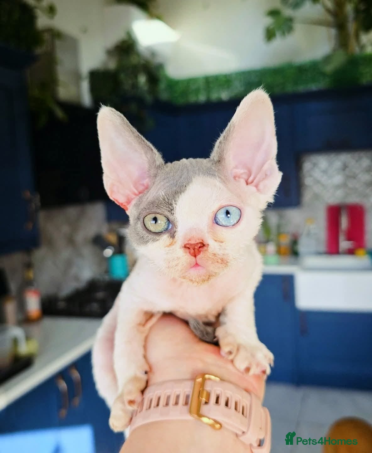 Devon Rex cats Odd eye Devon Rex boy available - Advert 1