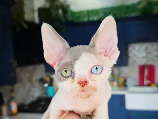 Devon Rex cats Odd eye Devon Rex boy available - Advert 1
