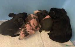 Guinea Pig rodents for sale: Skinny Pigs and Skinny Carriers - Image 12