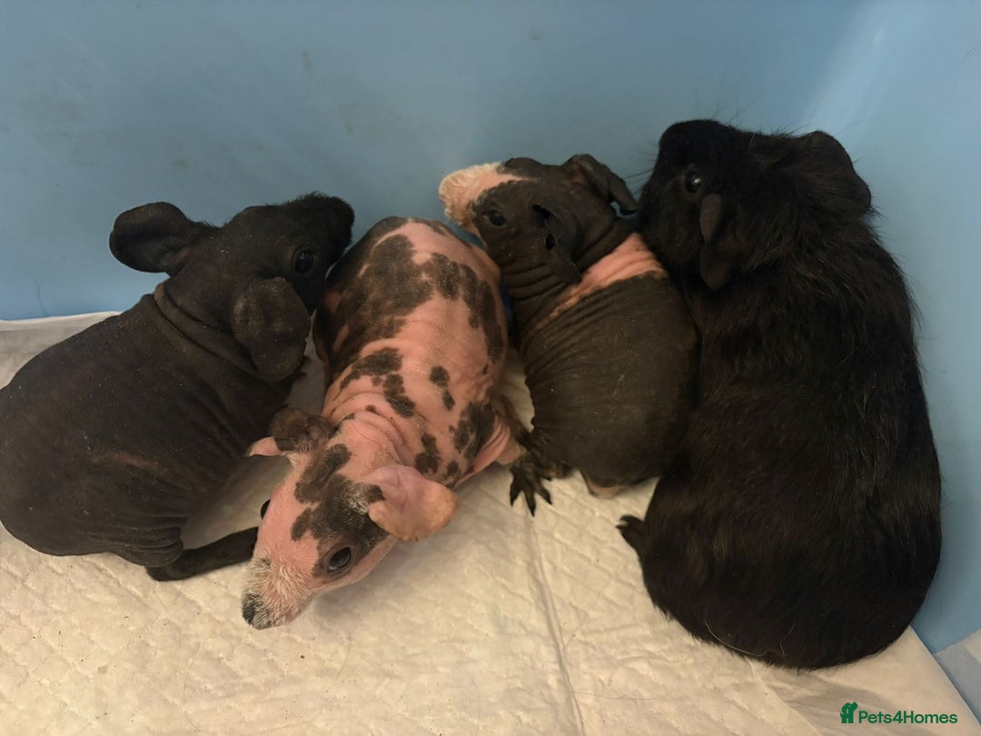 Guinea Pig rodents for sale: Skinny Pigs and Skinny Carriers - Image 12