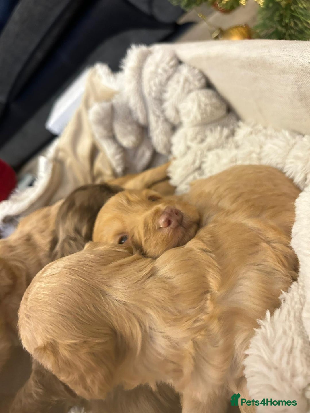 Cockapoo dogs for sale: Georgeous Cockapoo Puppies - Advert 6