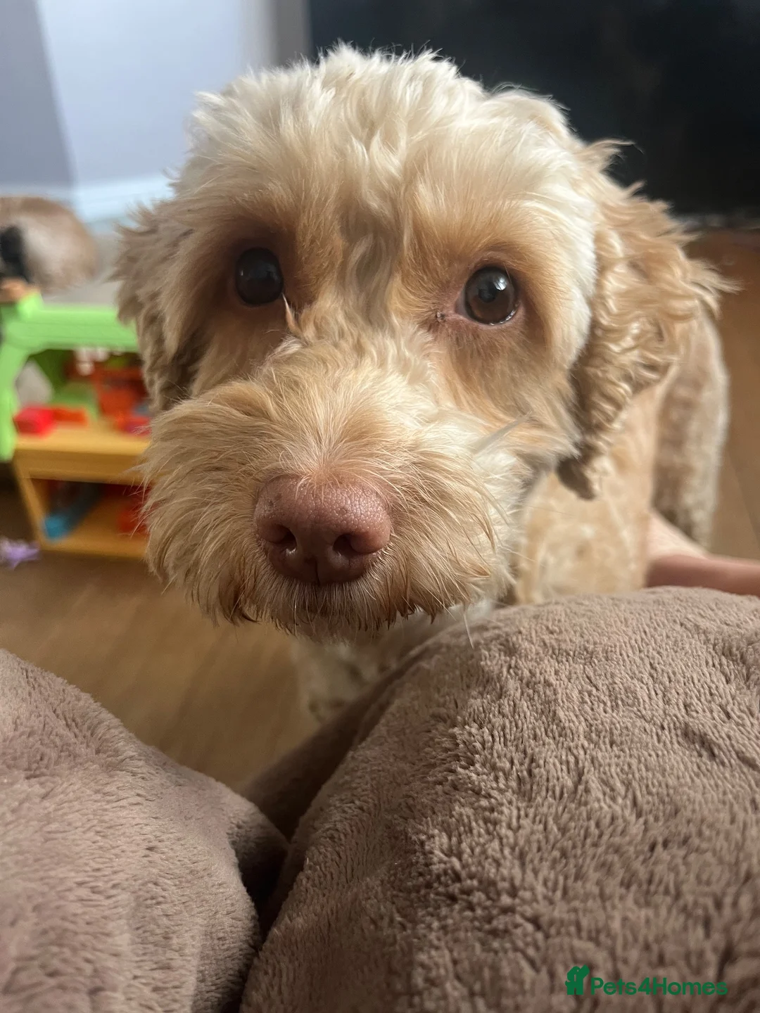 Cockapoo dogs for sale: Pickle and poncho - Advert 2