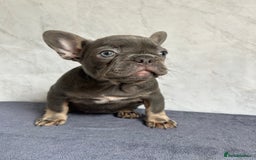 French Bulldog dogs for sale: *REDUCED* Fluffy Carrier French Bulldog - Image 13