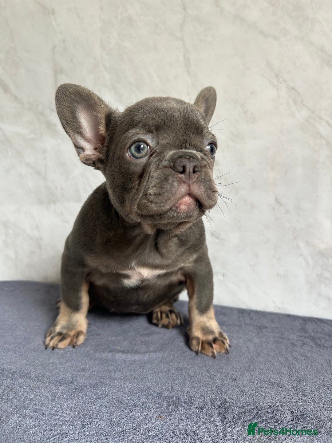 French Bulldog dogs for sale: *REDUCED* Fluffy Carrier French Bulldog - Image 13