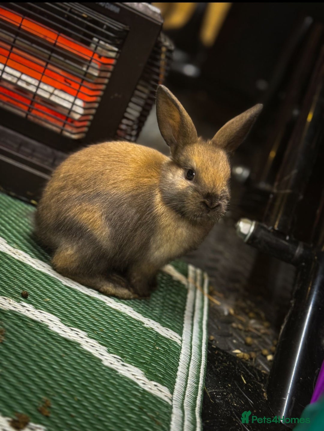 Mini Lop rabbits for sale: Mini Lops & H/LopxLion nearly7w Read description) - Image 6