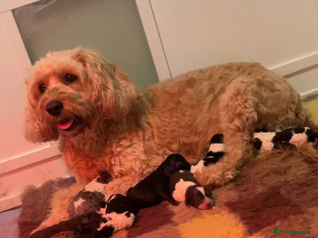Goldendoodle dogs for sale: Miniature Golden Doodle - Advert 1