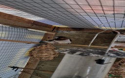 Finches birds for sale: Benghal and Helans finches for sale in E12 - Advert 20