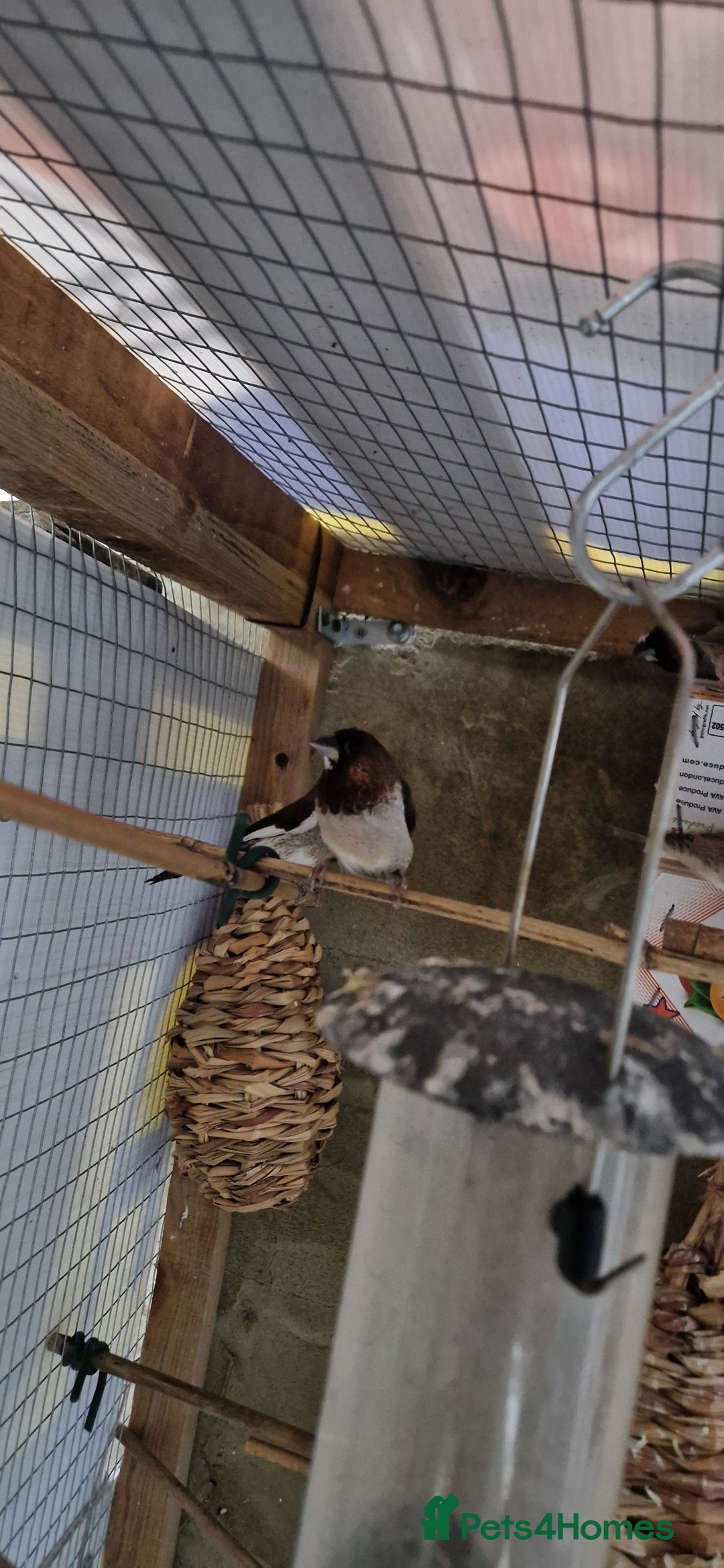 Finches birds for sale: Benghal and Helans finches for sale in E12 - Advert 20