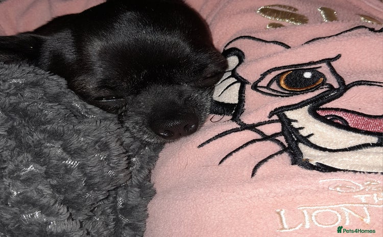 Chihuahua dogs Kc registered chihuahua at stud  in Stockbridge - Advert 10