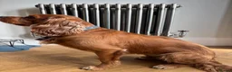 Cavalier King Charles Spaniel dogs for stud: Cavalier King Charles Spaniel for stud  - Advert 2