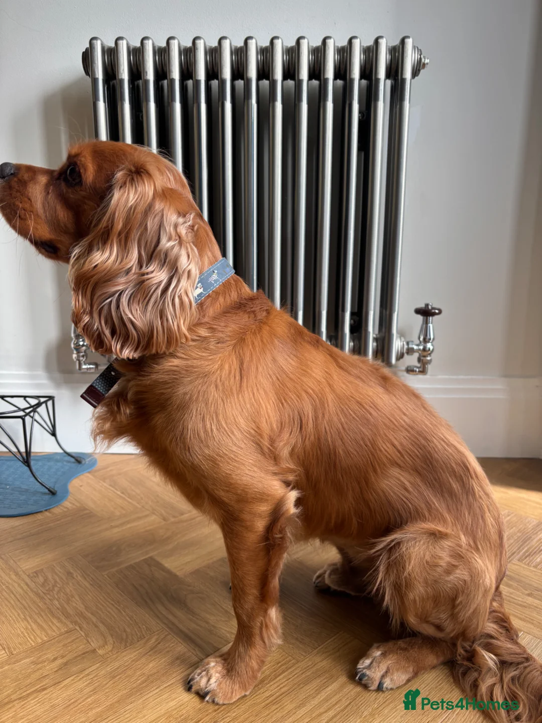 Cavalier King Charles Spaniel dogs for stud: Cavalier King Charles Spaniel for stud  - Advert 2
