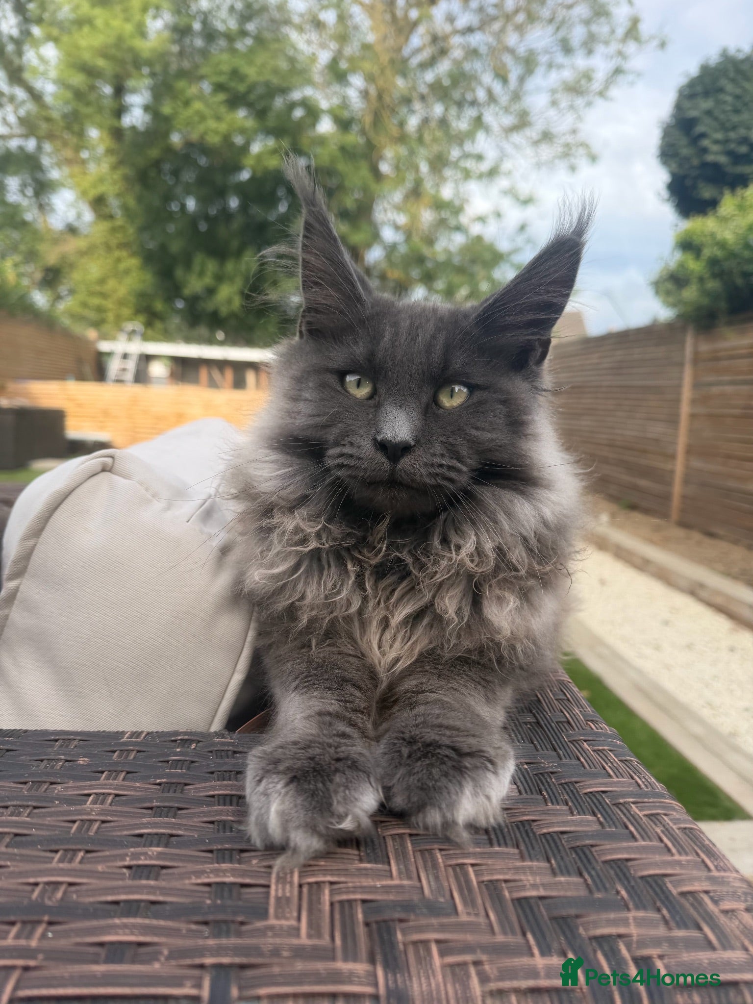 Maine Coon cats Russian mainecoon kitten over 10 generation pedigr - Advert 4