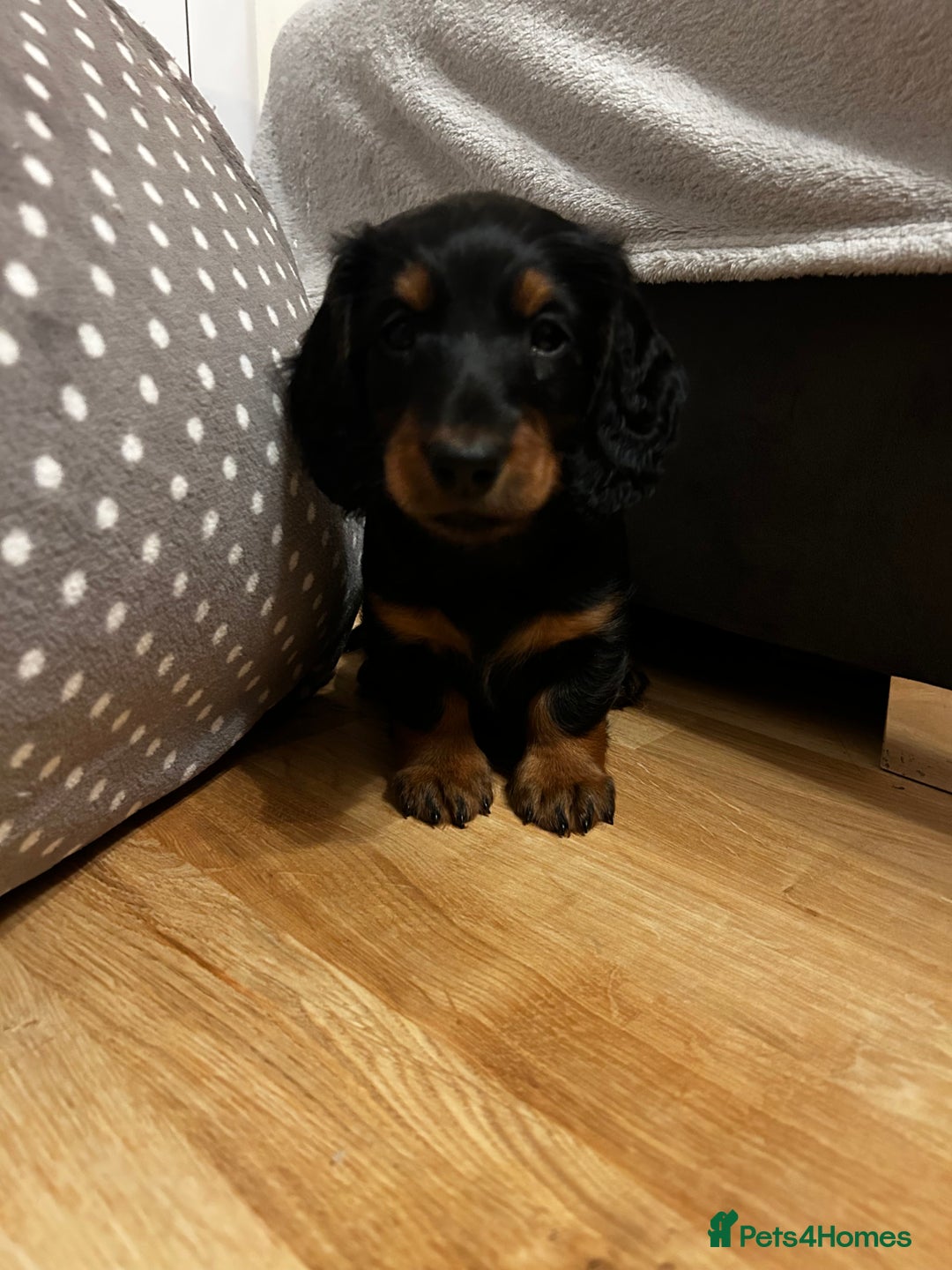 Dachshund dogs for sale: KC Registered Standard Long Hair Dachshund Puppies - Advert 5
