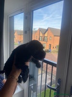 Miniature Schnauzer dogs - Advert 14