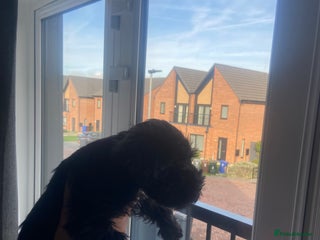 Miniature Schnauzer dogs - Advert 2