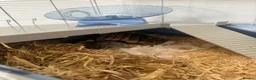 Hamster rodents for sale: Russian hamster called Russell  in Rickmansworth - Advert 2