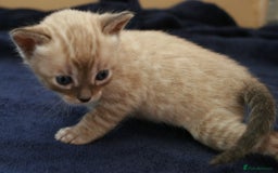 Bengal cats for sale: TICA Registered Bengal Kittens–Ready Nov 2025 🐾 - Image 8