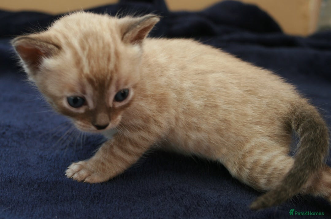 Bengal cats for sale: TICA Registered Bengal Kittens–Ready Nov 2025 🐾 - Image 8