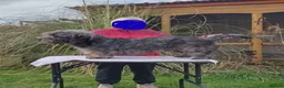 Glen of Imaal Terrier dogs for sale: Glen of Imaal Terrier Puppies  - Advert 3