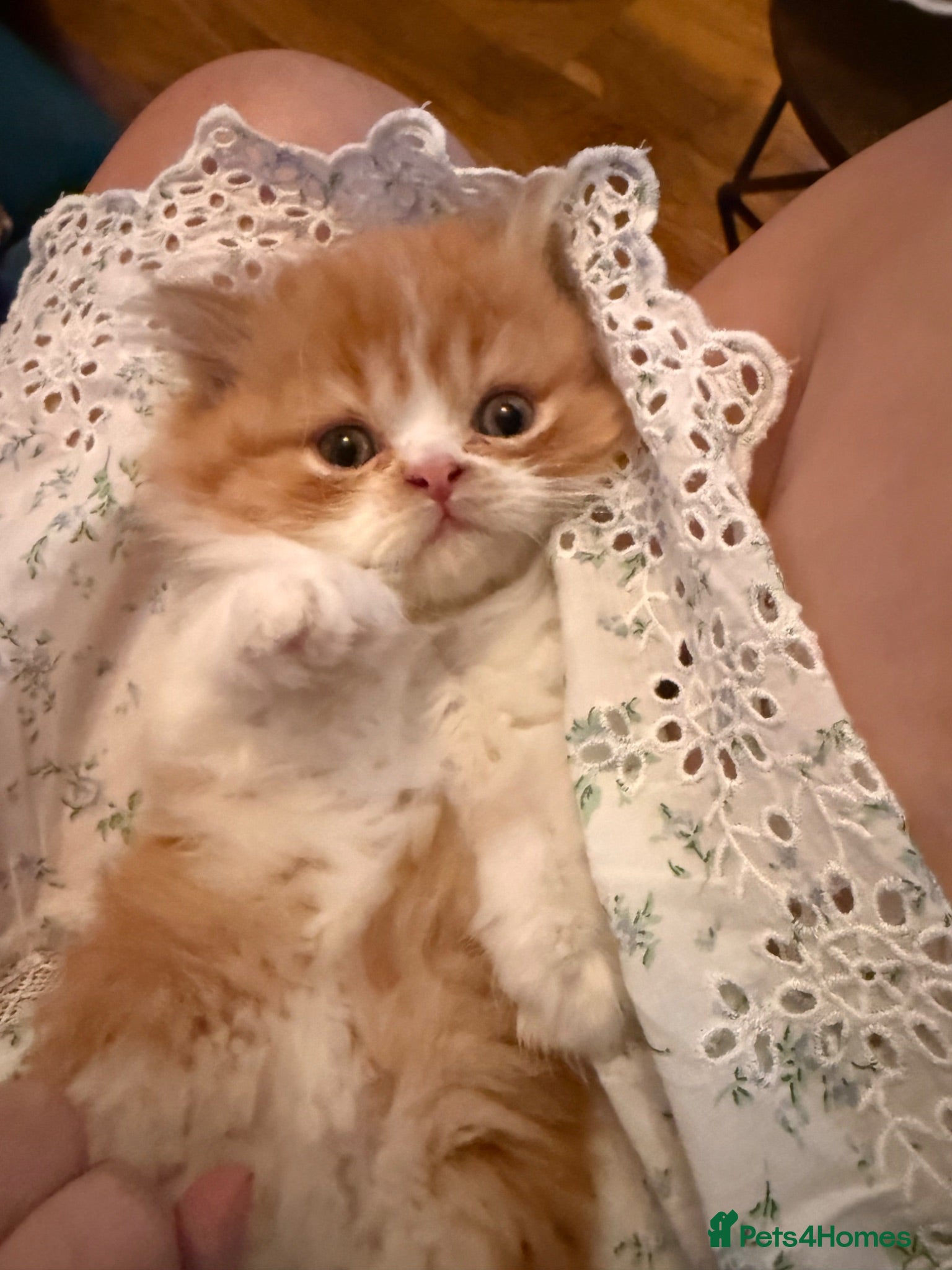 Persian cats Stunning persian kittens £495 - Advert 2