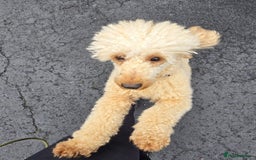Miniature Poodle dogs for sale: MINIATURE-TOY POODLE PUPPIES AVAILABLE  - Image 12
