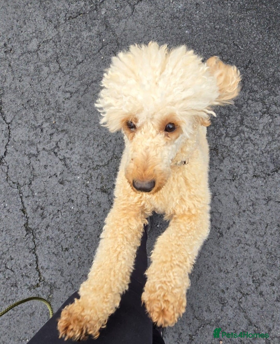 Miniature Poodle dogs for sale: MINIATURE-TOY POODLE PUPPIES AVAILABLE  - Image 12
