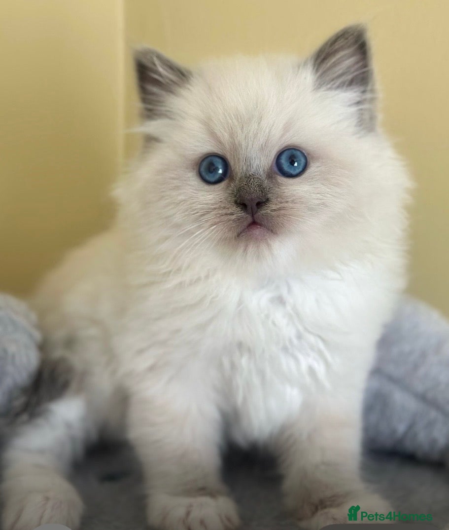 Ragdoll cats 🐾 Ragdoll babies - Advert 1
