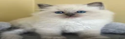 Ragdoll cats for sale: 🐾 last little girl 🐾 ready now 🐾 - Advert 3