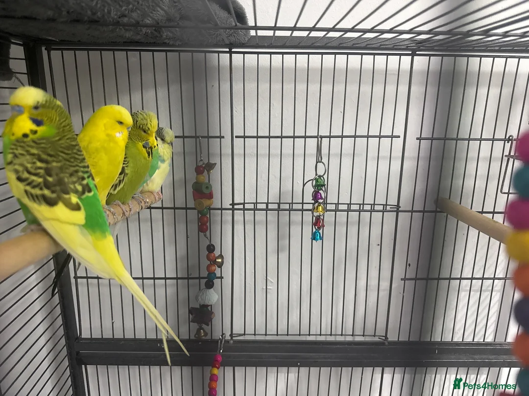 Budgerigars birds for sale: Budgies  in Morpeth - Advert 1