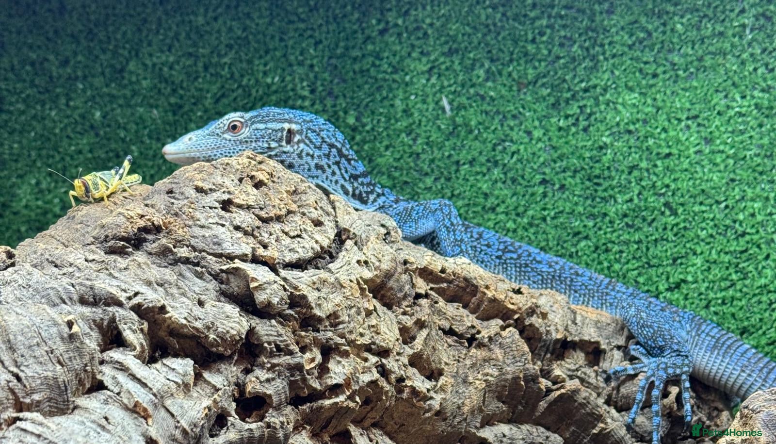 Monitor reptiles 1.1 pair blue tree monitors  - Advert 6