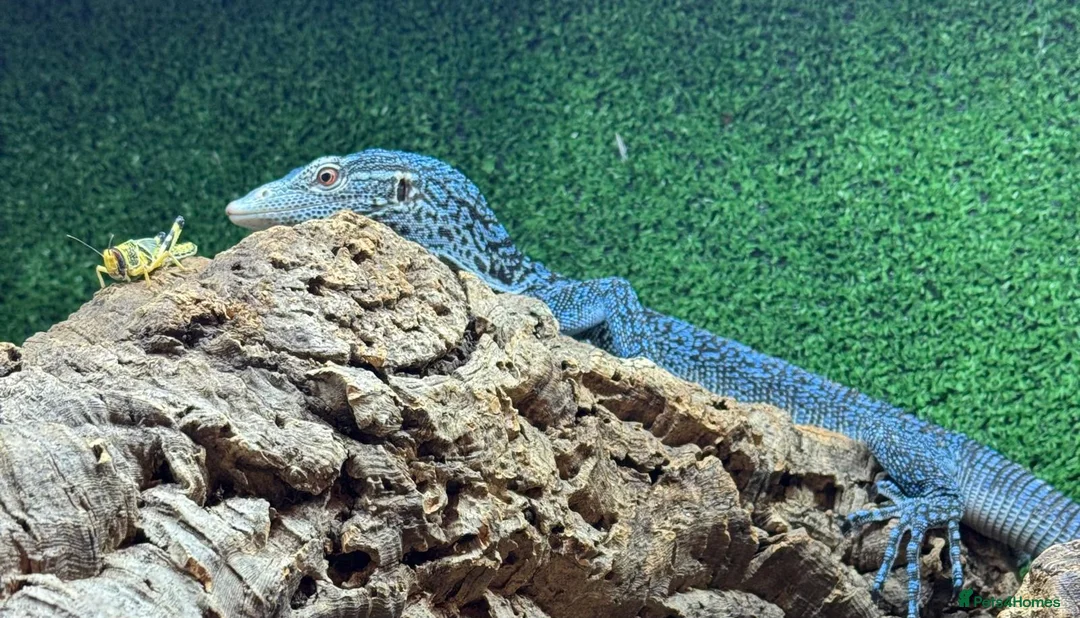 Monitor reptiles for sale: 1.1 pair blue tree monitors  - Advert 1
