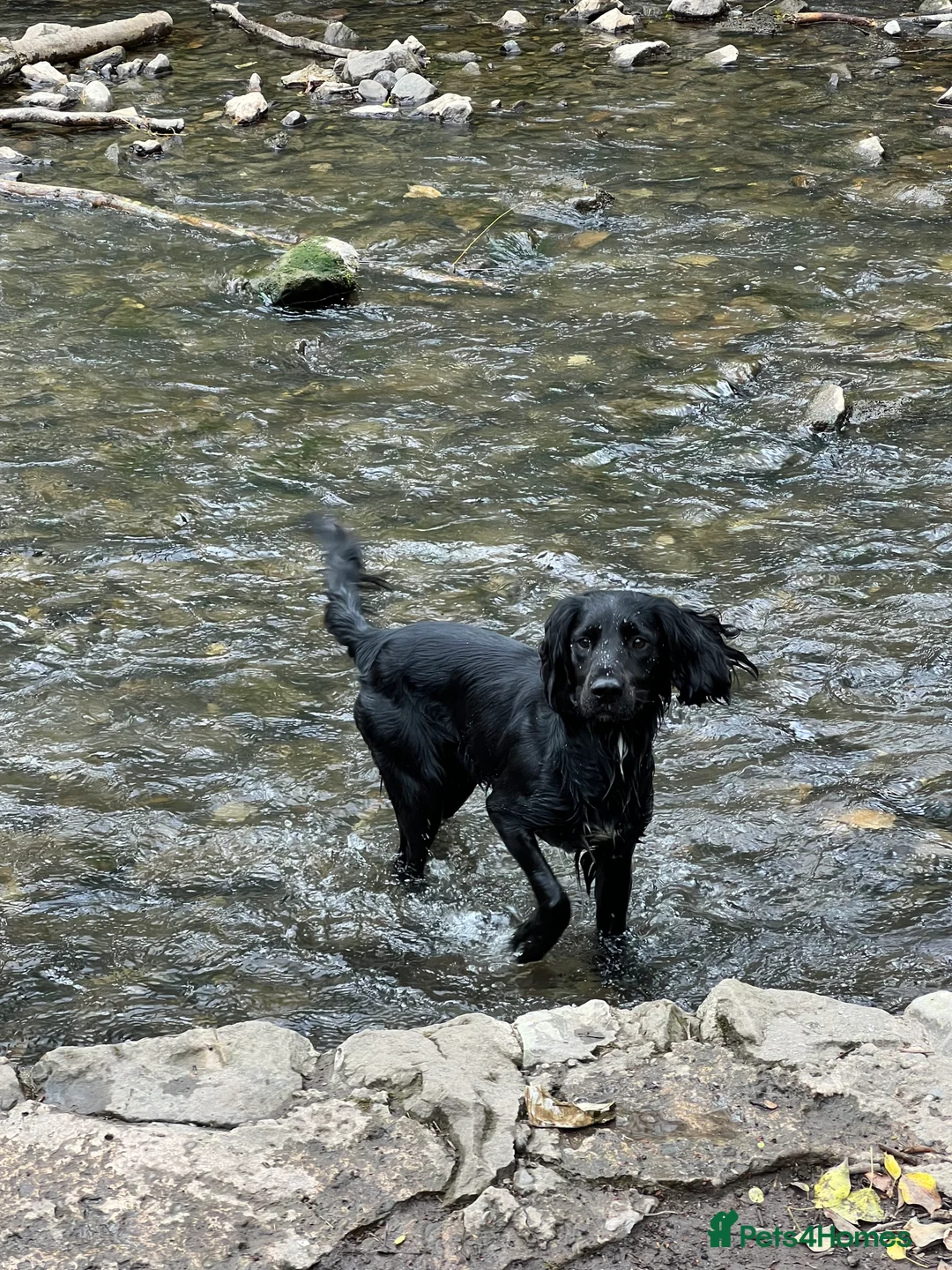 Sprocker dogs for stud: Arlo 2.5 years  in Wirral - Advert 8