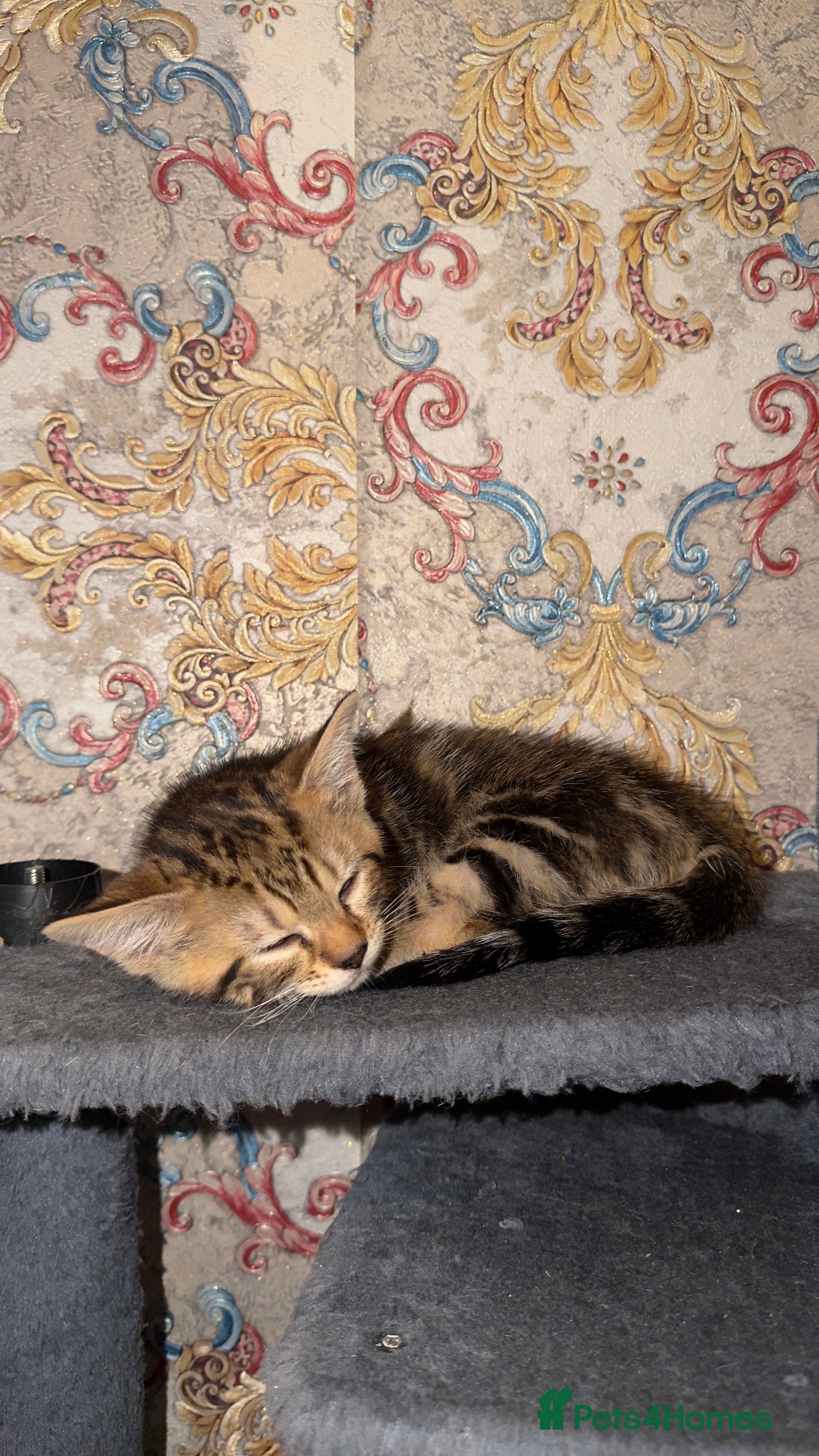 Mixed Breed cats Mix breed male cat  in Birmingham - Advert 4