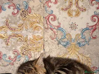 Mixed Breed cats Mix breed male cat in Birmingham - Advert 1