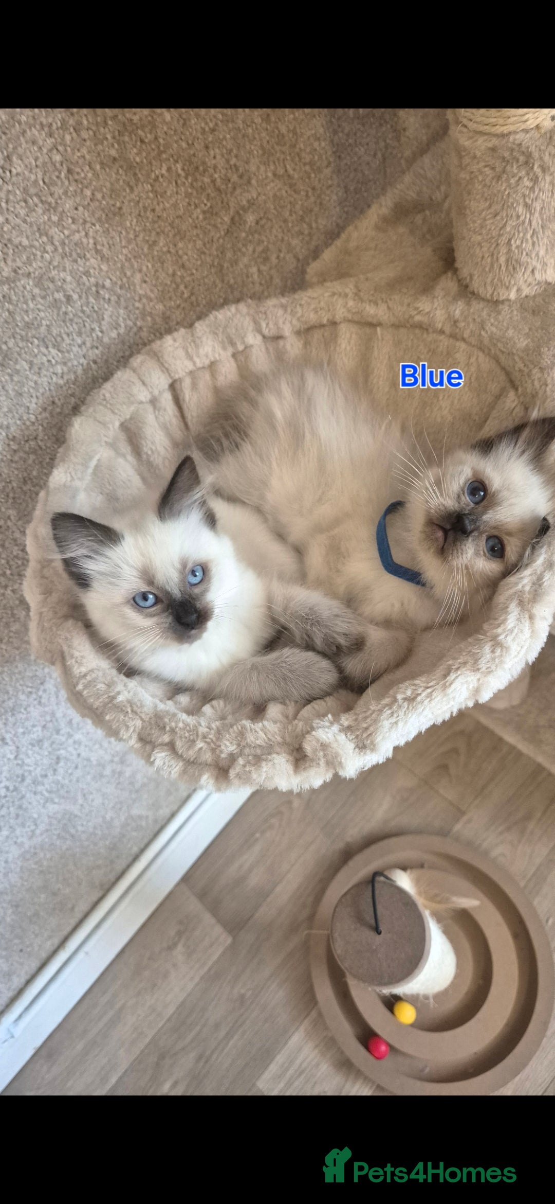 Ragdoll cats 1 Ragdoll Boy left / Parents health tested 💖 - Advert 10